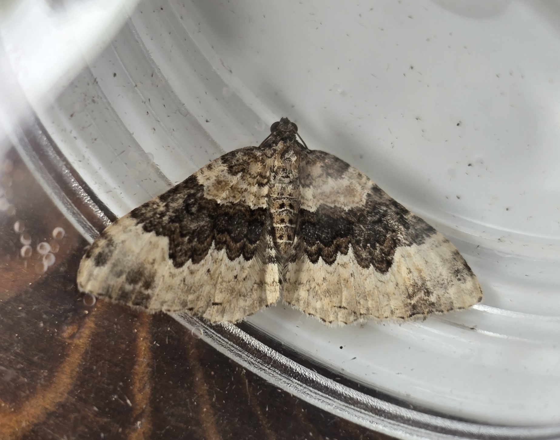 Photo of Galium Carpet (Epirrhoe galiata)